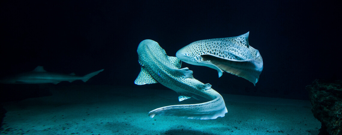 Aquarium de Vendée Talmont Saint Hilaire