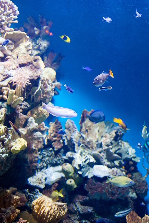 Aquarium Vendée - Camping L'Océan 5* Brem sur Mer