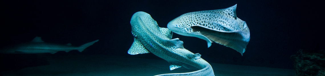 Aquarium de Vendée Talmont Saint Hilaire
