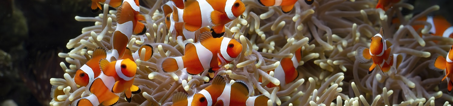 Aquarium Vendée - Camping L'Océan 5*