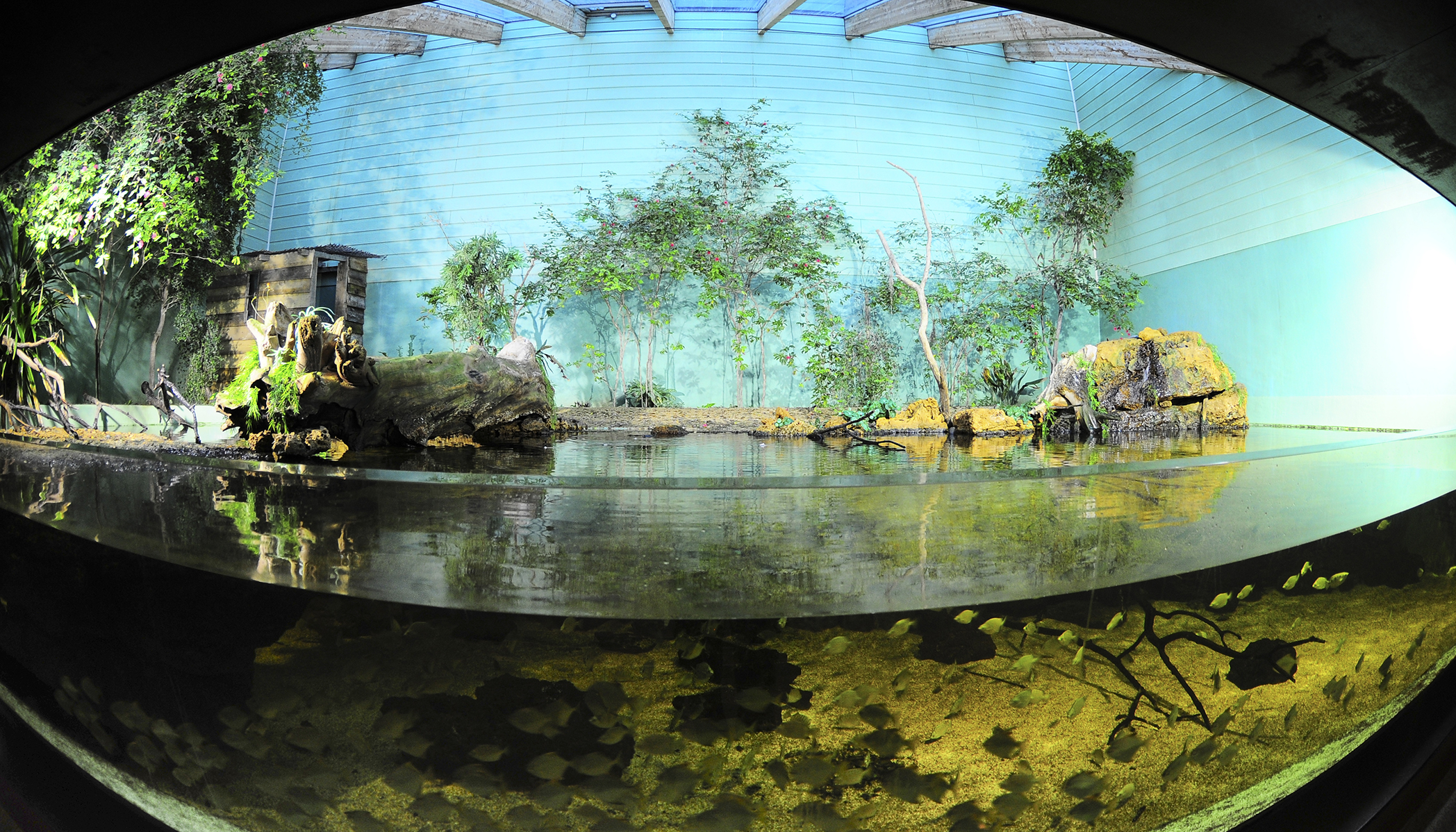 Aquarium 7e continent