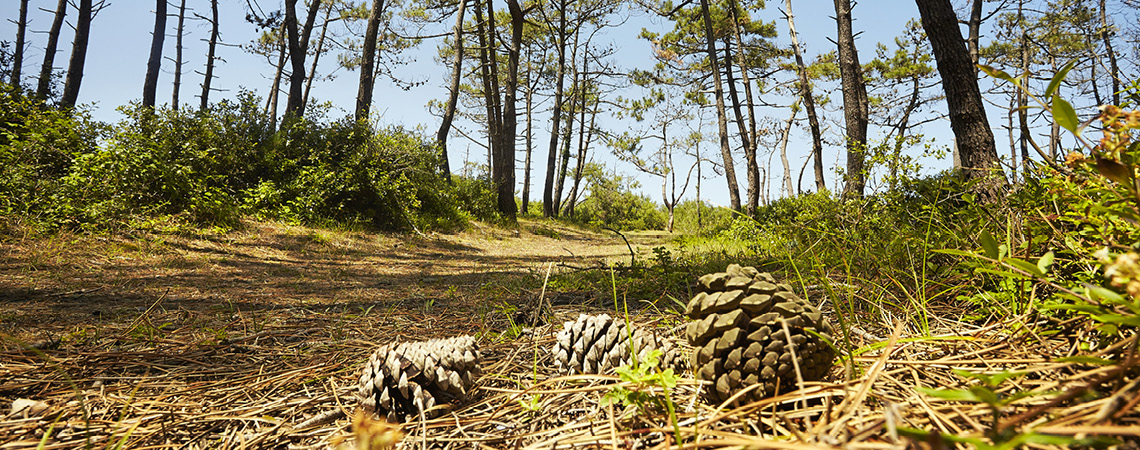 Que faire en Vendée - forêt Olonne ©A.Lamoureux